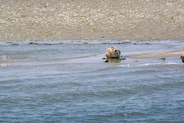 Tiersammlung Eine Gruppe Großer Seehunde Ruht Während Der Ebbe Sandstrand — Stockfoto