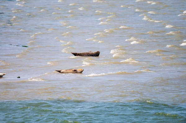 Tiersammlung Eine Gruppe Großer Seehunde Ruht Während Der Ebbe Sandstrand — Stockfoto