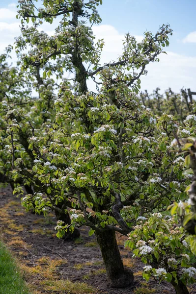 Agricultura Ecológica Los Países Bajos Hileras Perales Flor Huertos Frutales — Foto de Stock