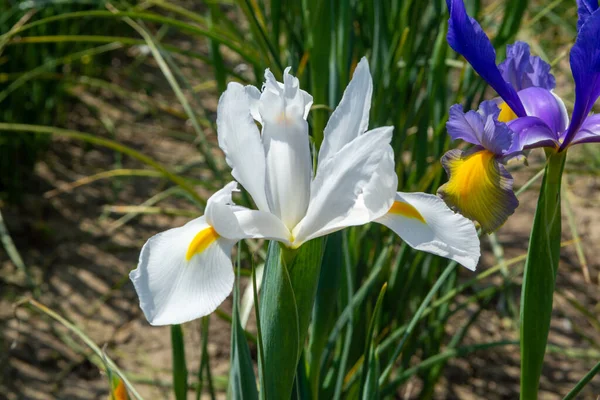 Floraison Fleurs Iris Eau Colorée Dans Jardin Gros Plan — Photo