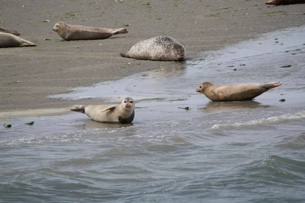 6月のオステルシェルデ オランダ オステルシェルデの干潮の際に砂浜で休んでいる動物のコレクション 大きな海のシールのグループ — ストック写真
