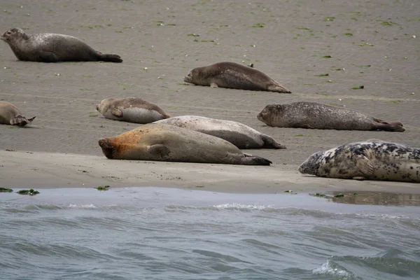 Recolha Animais Grupo Focas Marinhas Que Descansam Praia Areia Durante — Fotografia de Stock