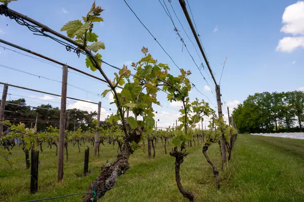 Kuzey Brabant 'taki Hollanda şaraphanesinde, Hollanda' daki yeşil üzüm bağlarında genç üzüm yaprakları filizleniyor