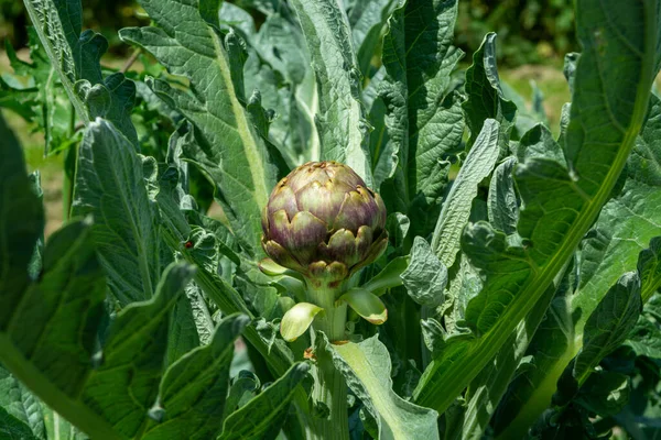 Tasty artichoke plant heads growing on farm field in Italy