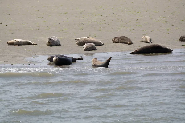 Raccolta Animali Gruppo Grandi Foche Marine Che Riposano Sulla Spiaggia — Foto Stock