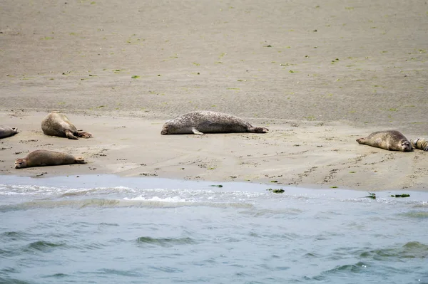 Colección Animales Grupo Grandes Focas Marinas Descansando Playa Arena Durante — Foto de Stock