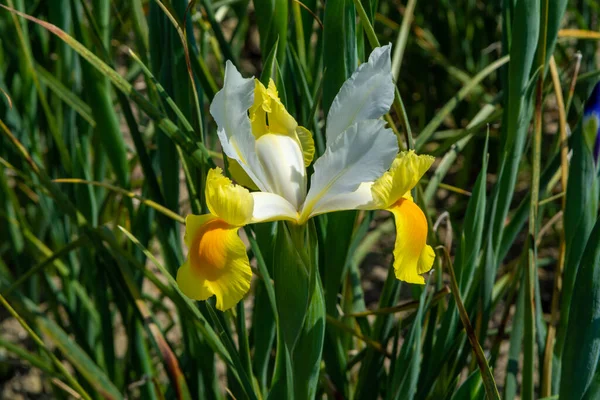 Floraison Fleurs Iris Eau Colorée Dans Jardin Gros Plan — Photo