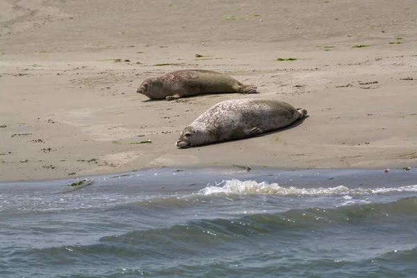 Colección Animales Grupo Grandes Focas Marinas Descansando Playa Arena Durante — Foto de Stock