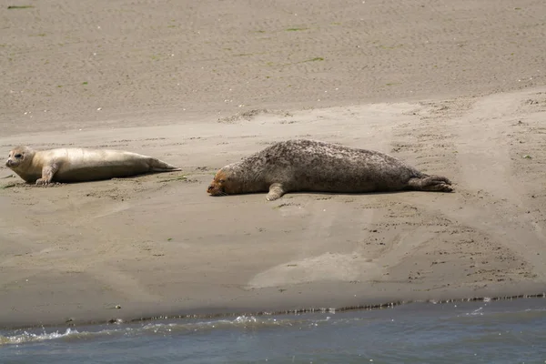 Συλλογή Ζώων Ομάδα Θαλάσσιων Φώκιας Που Αναπαύεται Αμμώδη Παραλία Κατά — Φωτογραφία Αρχείου