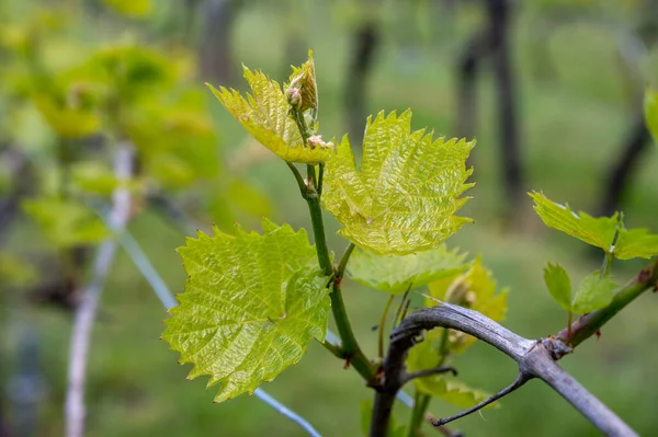 Azienda Vinicola Olandese Nel Brabante Settentrionale Nella Giornata Sole Giovani — Foto Stock