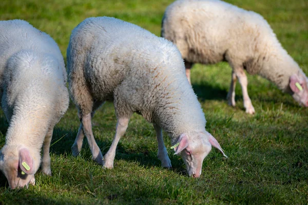 Grupp Vuxna Och Unga Lamm Djur Bete Grenn Gräs Gården — Stockfoto