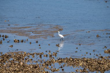 Oesterschelde 'de istiridye yakalayan beyaz deniz kuşları alçak gelgit döneminde, Zeeland, Hollanda