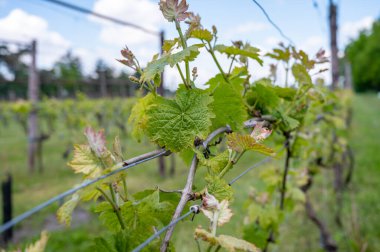Kuzey Brabant 'taki Hollanda şaraphanesinde, Hollanda' daki yeşil üzüm bağlarında genç üzüm yaprakları filizleniyor