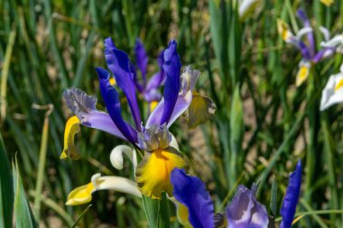 Bahçedeki renkli su zambağı çiçekleri yakın.