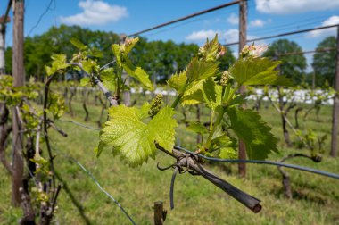Kuzey Brabant 'taki Hollanda şaraphanesinde, Hollanda' daki yeşil üzüm bağlarında genç üzüm yaprakları filizleniyor