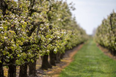 Hollanda 'da organik tarım, Zeeland' deki meyve bahçelerinde çiçek açan armut ağaçları..