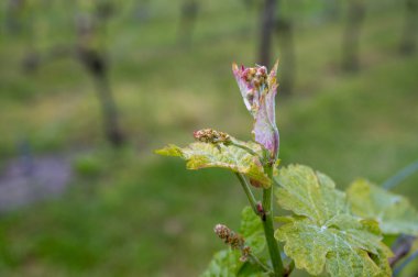 Kuzey Brabant 'taki Hollanda şaraphanesinde, Hollanda' daki yeşil üzüm bağlarında genç üzüm yaprakları filizleniyor