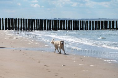 Zoutelande, Zeeland, Hollanda yakınlarındaki kumlu sahilde Kuzey Denizi 'nin soğuk suyunun tadını çıkaran neşeli bir köpek.