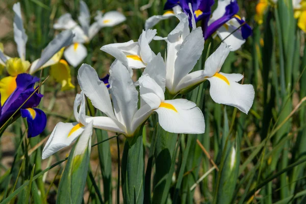 Bloesem Van Kleurrijke Water Iris Bloemen Tuin Close — Stockfoto