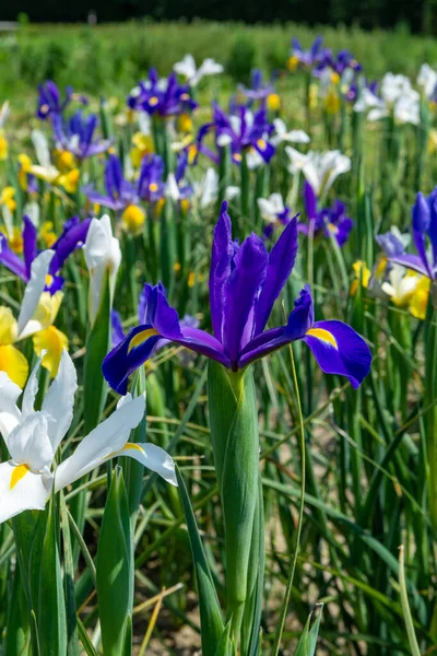 Bloesem Van Kleurrijke Water Iris Bloemen Tuin Close — Stockfoto