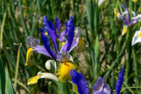 Bloesem Van Kleurrijke Water Iris Bloemen Tuin Close — Stockfoto