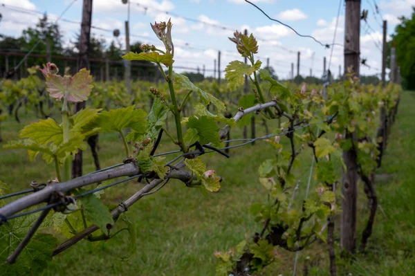 Kuzey Brabant 'taki Hollanda şaraphanesinde, Hollanda' daki yeşil üzüm bağlarında genç üzüm yaprakları filizleniyor