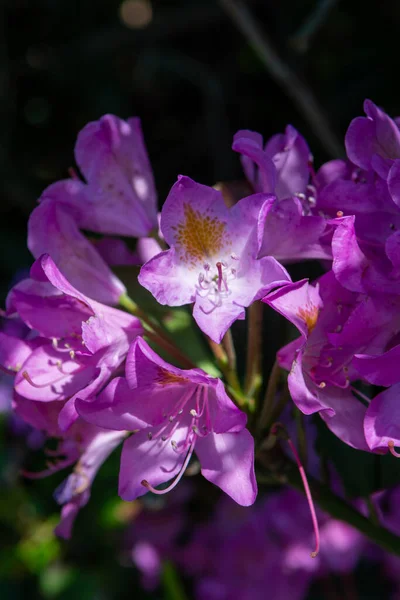 Весенний Цветок Фиолетовых Цветов Фододендрона Вечнозеленое Декоративное Растение — стоковое фото