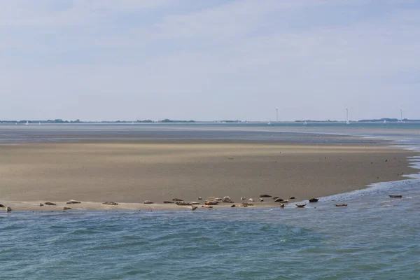 Tiersammlung Eine Gruppe Großer Seehunde Ruht Während Der Ebbe Sandstrand — Stockfoto