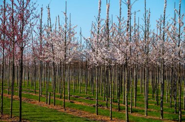 Hollanda 'nın Kuzey Brabant kentindeki ağaç fidanlığında çiçek açan genç kiraz ağaçları güneşli bir günde büyür.