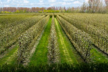 Hollanda, Zeeland 'deki meyve bahçelerinde armut ağaçlarının bahar beyaz çiçeği.
