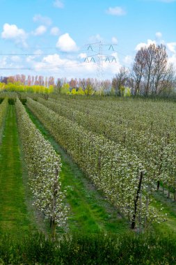 Hollanda, Zeeland 'deki meyve bahçelerinde armut ağaçlarının bahar beyaz çiçeği.