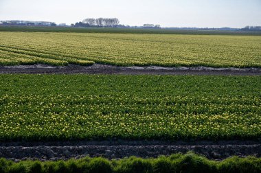 Hollanda 'da lale soğanları üretimi, Zeeland' de çiçek açan lale çiçekleriyle renkli bahar tarlaları