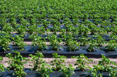 Genç çilek bitkilerinin tomurcukları açık havada yetişiyor plastikle kaplı toprakta.