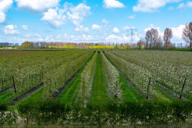 Hollanda, Zeeland 'deki meyve bahçelerinde armut ağaçlarının bahar beyaz çiçeği.