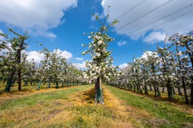 Hollanda, Zeeland 'deki meyve bahçelerinde elma ağaçlarının bahar pembe çiçekleri.