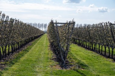 Hollanda meyve bahçelerinde armut yetiştirme, bahar beyaz armut ağaçları, Zeeland, Hollanda