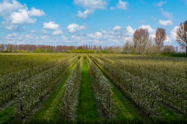 Hollanda, Zeeland 'deki meyve bahçelerinde armut ağaçlarının bahar beyaz çiçeği.