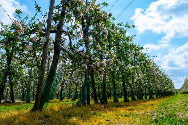 Hollanda, Zeeland 'deki meyve bahçelerinde elma ağaçlarının bahar pembe çiçekleri.