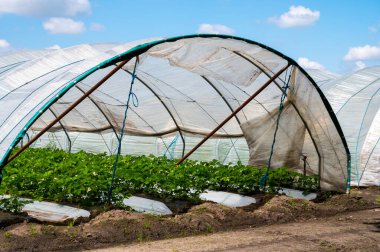 Hollanda 'da plastik film ve tarımla kaplı açık sera inşaatlarında yetişen çiçek açan çilek bitkileri.