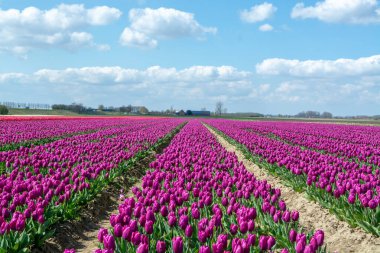 Hollanda 'da lale soğanları üretimi, Zeeland' de çiçek açan lale çiçekleriyle renkli bahar tarlaları