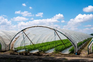 Hollanda 'da plastik film ve tarımla kaplı açık sera inşaatlarında yetişen çiçek açan çilek bitkileri.