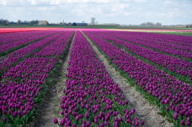 Hollanda 'da lale soğanları üretimi, Zeeland' de çiçek açan lale çiçekleriyle renkli bahar tarlaları