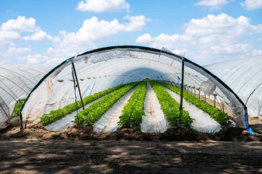 Hollanda 'da plastik film ve tarımla kaplı açık sera inşaatlarında yetişen çiçek açan çilek bitkileri.