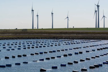 Hollanda, Bruinisse, Oosterschelde veya Grevelingen haliçlerinde midye yetiştiriciliği. Arka plan Grevelingen Barajı, Delta iş ve yel değirmenlerinin bir parçası.