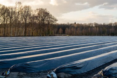 Kuzey Brabant 'ta tarım, Hollanda' da beyaz kuşkonmaz sebzeleri yetiştirmek için siyah plastik film ile kaplı bahar tarlaları