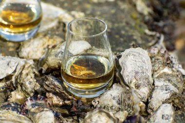 Malt ya da karışık viski tatmak ve deniz yatağında algler, taşlar ve istiridyelerle arka planda, İskoçya, İngiltere 'de özel viski damıtma turları yapmak.