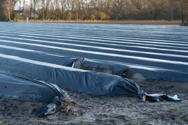 Kuzey Brabant 'ta tarım, Hollanda' da beyaz kuşkonmaz sebzeleri yetiştirmek için siyah plastik film ile kaplı bahar tarlaları