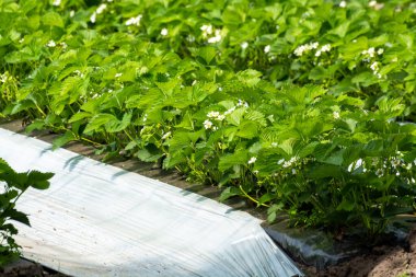 Hollanda 'da plastik film ve tarımla kaplı açık sera inşaatlarında yetişen çiçek açan çilek bitkileri.