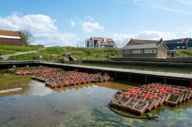 İstiridye yetiştirme sistemleri, istiridyeleri beton istiridye çukurlarında tutmak, sürekli yenilenen sularda muhafaza etmek, Yerseke, Zeeland, Hollanda 'daki çiftlikte satılığa hazır taze istiridyeler ve tüketime hazır.