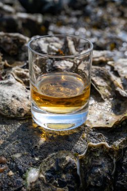 Malt ya da karışık viski tatmak ve deniz yatağında algler, taşlar ve istiridyelerle arka planda, İskoçya, İngiltere 'de özel viski damıtma turları yapmak.